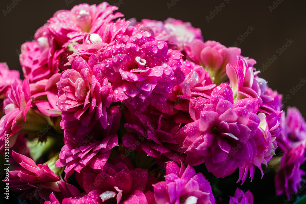 Rosa Pflanze mit Wassertropfen Rosa Pflanze mit Wassertropfen