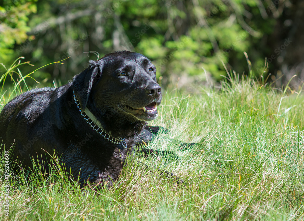 Labrador Retriever Black Dog lay in the mountains
