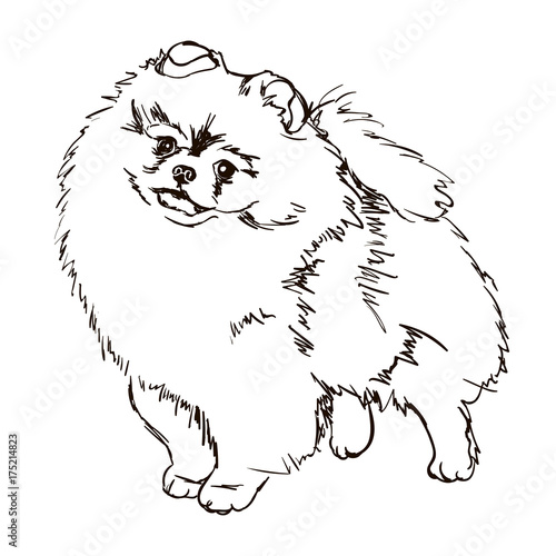 Illustration of dog breed Pomeranian
