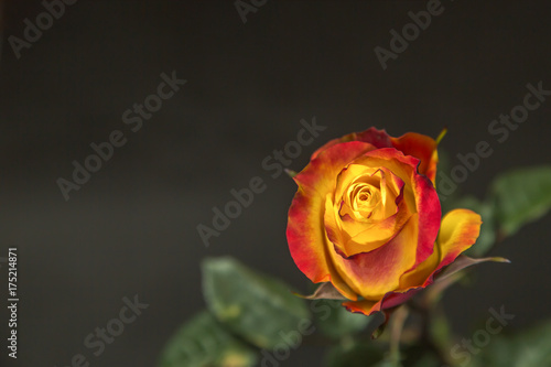 Rose color majestic yellow on a black background. The view from the top. Space for the pearl text.