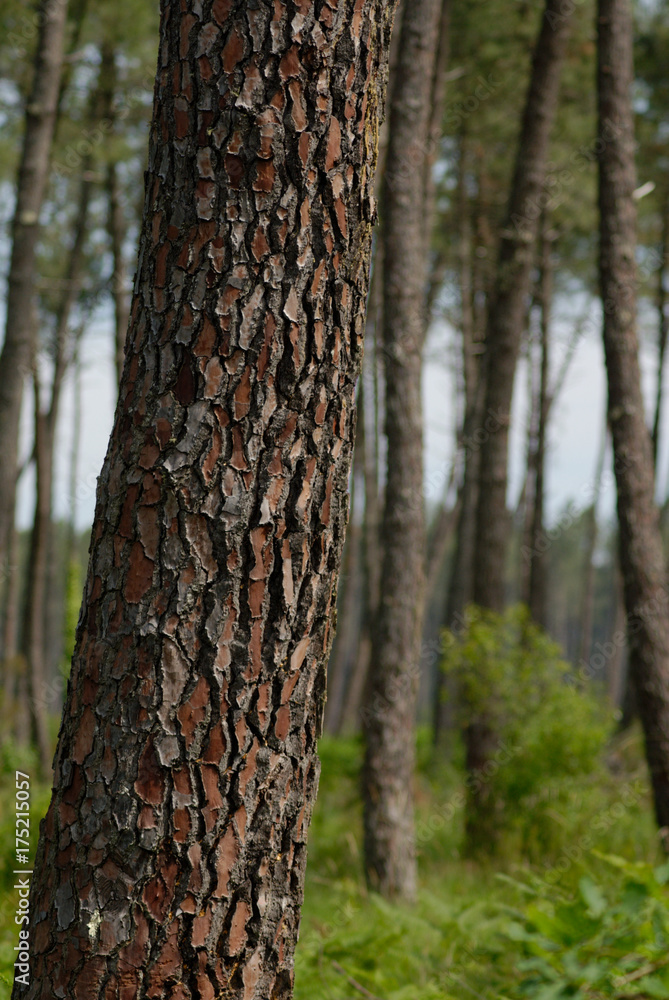 Pin des Landes, Nouvelle-Aquitaine, Landes, France Pin des Landes, Nouvelle-Aquitaine, Landes, France