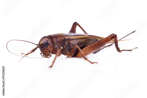 crickets isolated on white background.