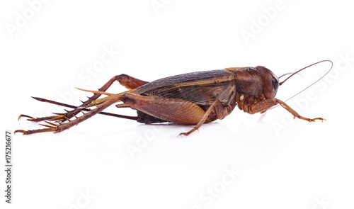 crickets isolated on white background.