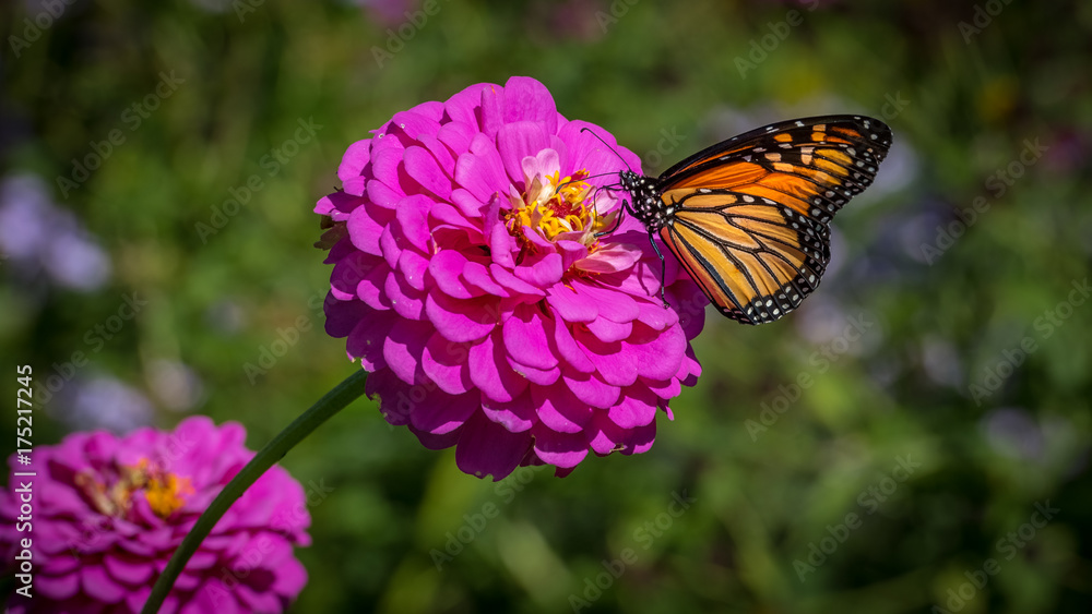 Fototapeta premium A monarch butterfly on a pink zinnia on a sunny autumn afternoon