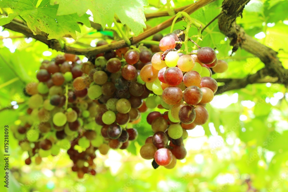 Fresh grapes in the vineyard with nature Fresh grapes in the vineyard with nature