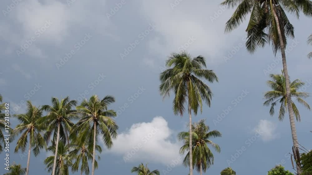 calm Palm tree