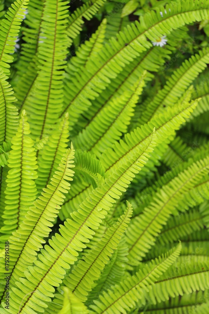 Fern in garden with nature Fern in garden with nature