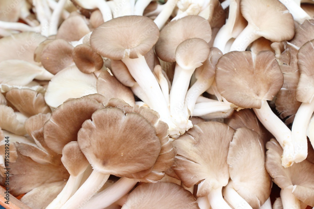 Fresh mushrooms for cooking in the market Fresh mushrooms for cooking in the market