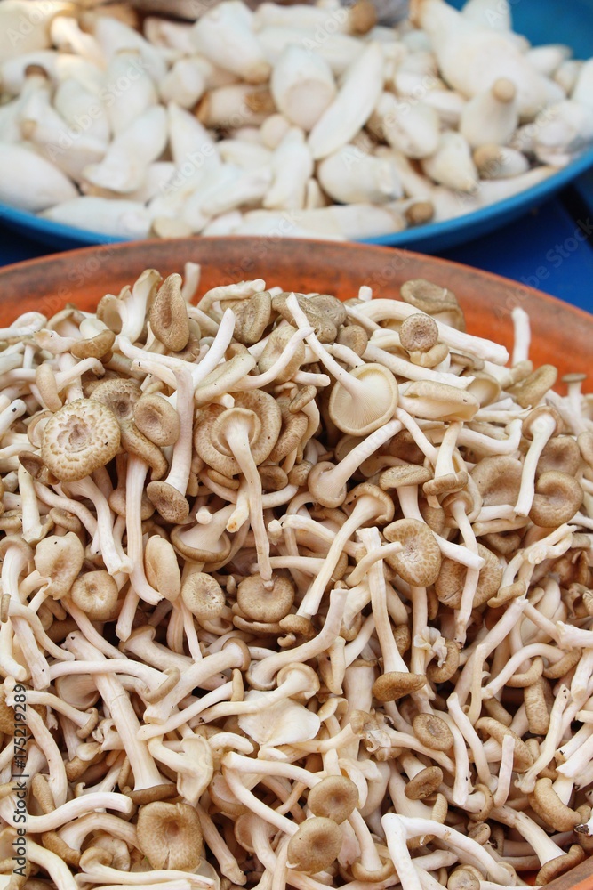 Fresh mushrooms for cooking in the market Fresh mushrooms for cooking in the market