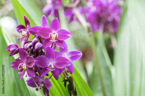 Bouquet of orchids on bokeh background
