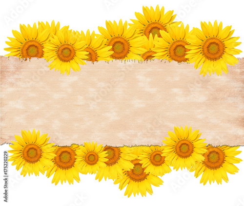 Old paper on sunflower isolate on white