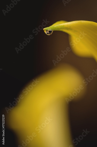 Wallpaper Mural close up of water drop on yellow calla Torontodigital.ca