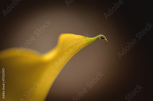 Wallpaper Mural close up of water drop on yellow calla Torontodigital.ca