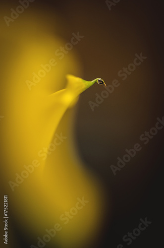Wallpaper Mural close up of water drop on yellow calla Torontodigital.ca