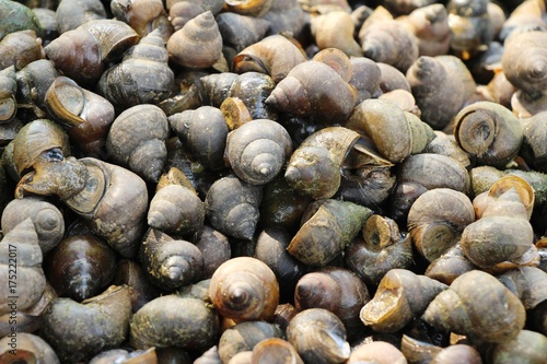 Fresh shellfish for cooking in the market