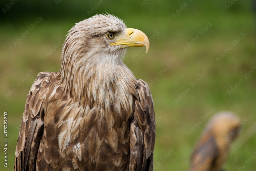 White-tailed eagle (Haliaeetus albicilla) White-tailed eagle (Haliaeetus albicilla)