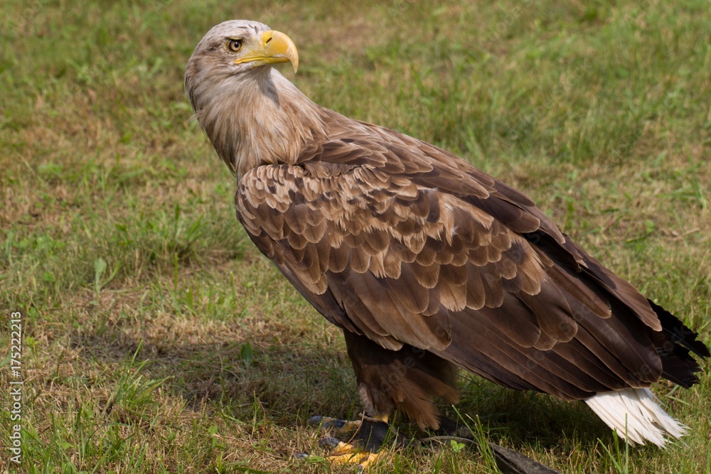 White-tailed eagle (Haliaeetus albicilla) White-tailed eagle (Haliaeetus albicilla)