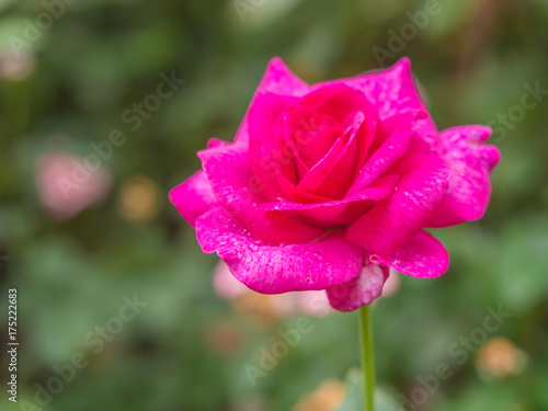 Beautiful vivid pink rose flower with blurry garden background.