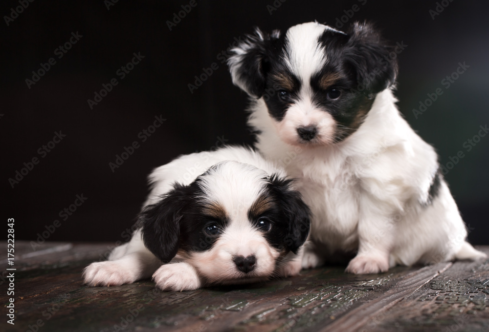 Two puppy of a papillon breed