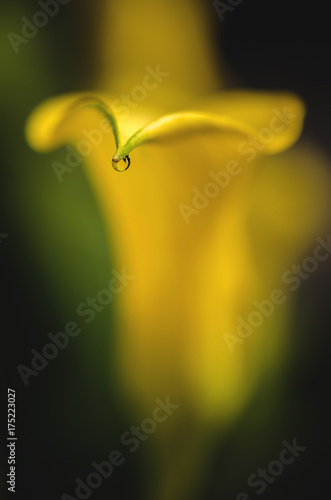 Wallpaper Mural close up of water drop on yellow calla Torontodigital.ca