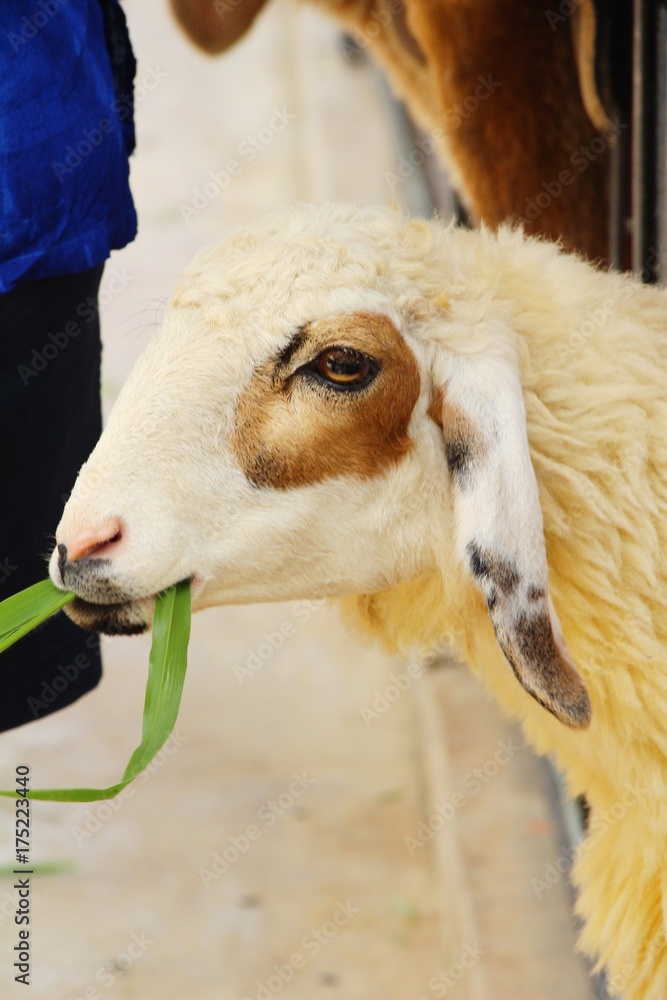 Fototapeta premium Sheep in the farm with the nature