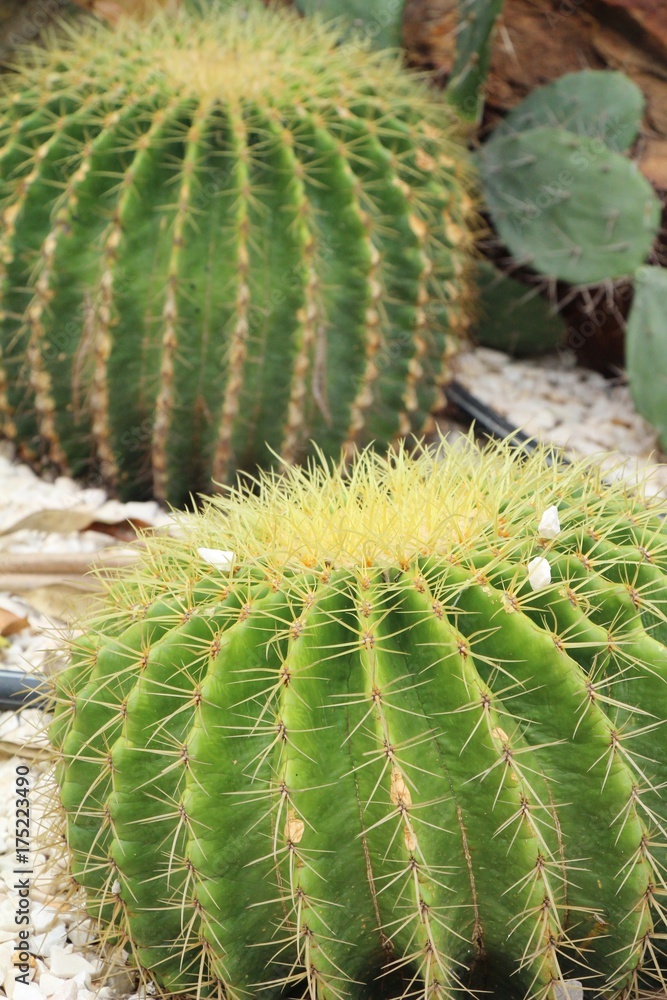 Beautiful the cactus in garden with nature Beautiful the cactus in garden with nature