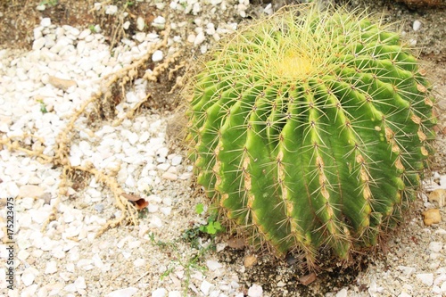 Beautiful the cactus in garden with nature
