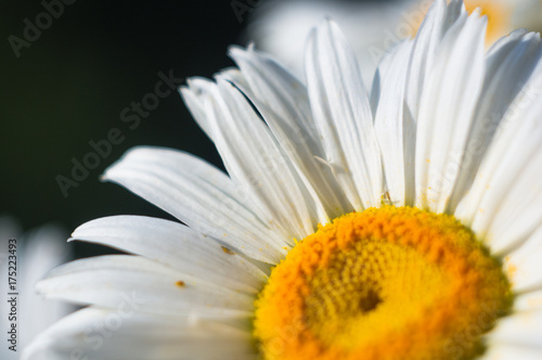 Blooming camomile  selective focus