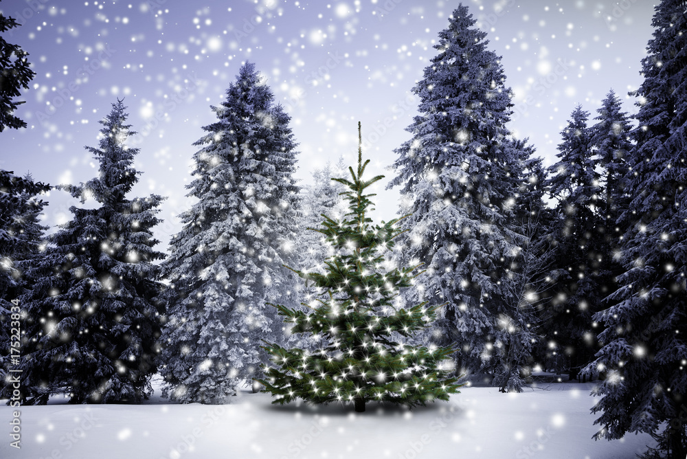 Naklejka premium Christbaum im Winterwald