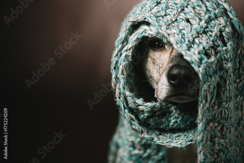 a funny dog in a scarf on his head. She hid from the cold and can only see the nose and one eye. Studio photography. © kazantsevaov