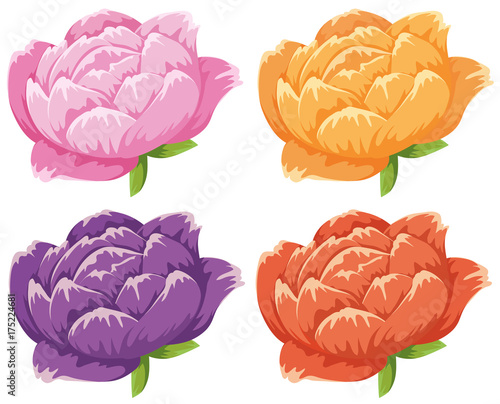 Fototapeta Naklejka Na Ścianę i Meble -  Four different colors of flowers