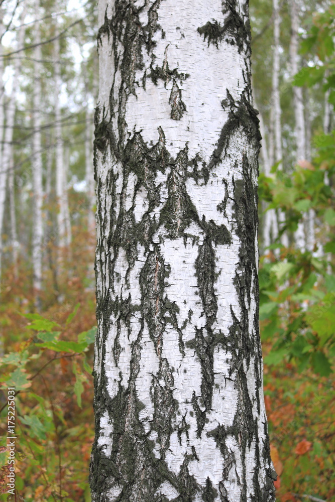 Beautiful birch in forest in early autumn Beautiful birch in forest in early autumn