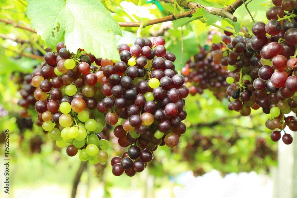 Fresh grapes in the vineyard with nature Fresh grapes in the vineyard with nature