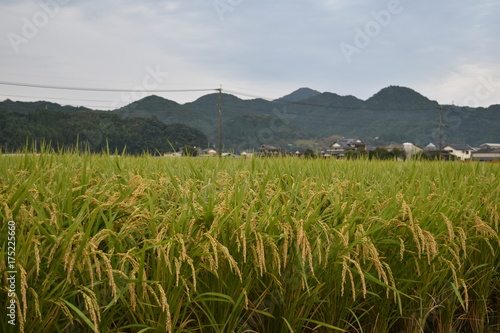 日本の田園風景