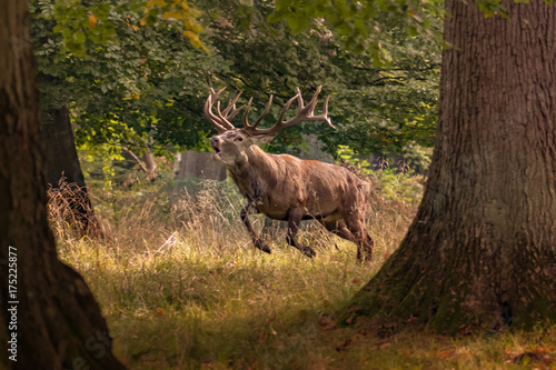 Red Deer Stags  Cervus elaphus  