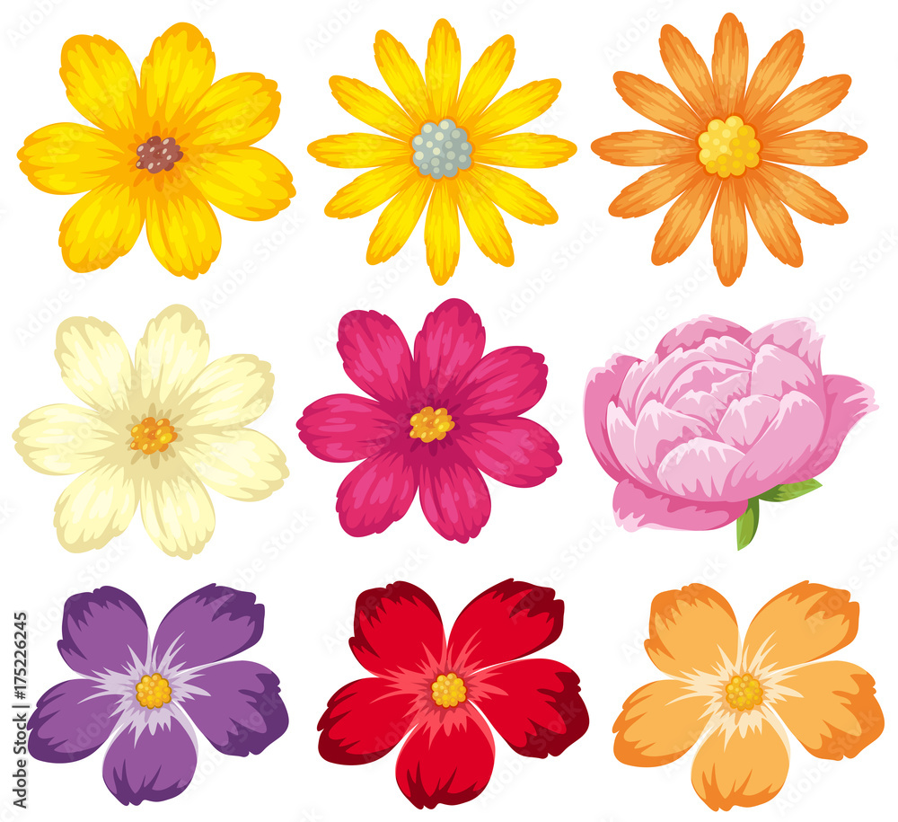 Different kinds of colorful flowers Different kinds of colorful flowers