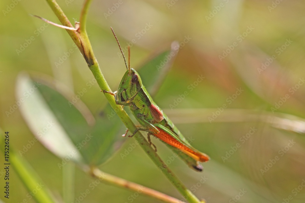Small Gold Grasshopper (Euthystira brachyptera) Small Gold Grasshopper (Euthystira brachyptera)
