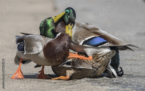 Two Mallard Drakes Fighting over a Duck photo