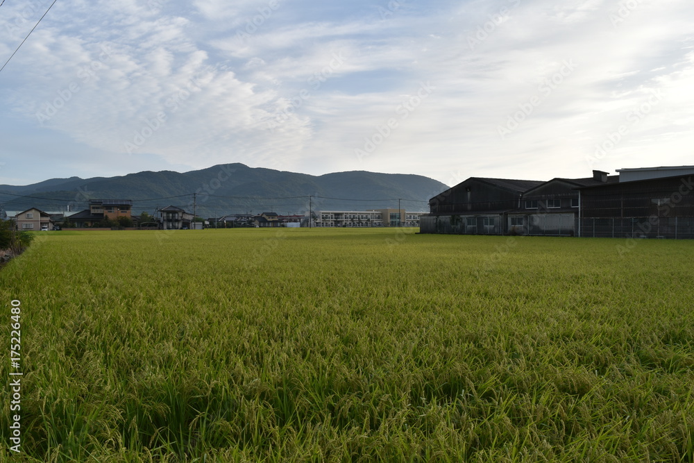 日本の田園風景 日本の田園風景