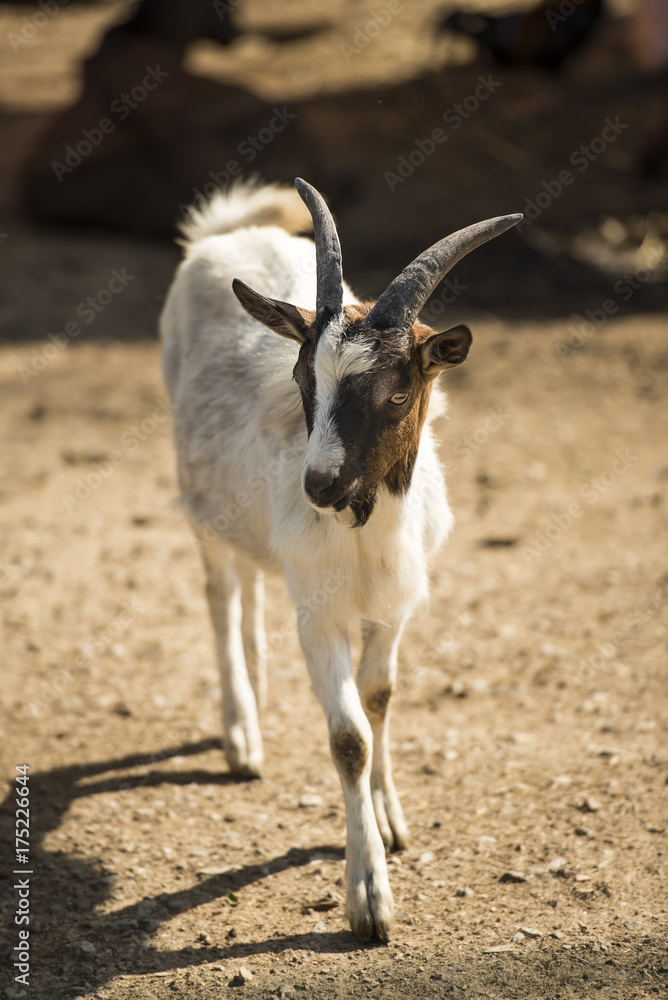 A beautiful white goat walks the yard. A beautiful white goat walks the yard.