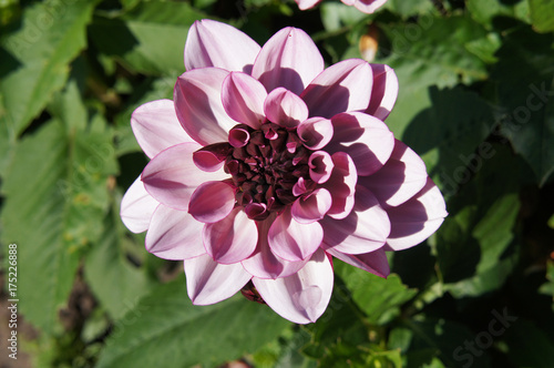 Fototapeta Naklejka Na Ścianę i Meble -  Decorative pink dahlia creme de cassis flower head with green