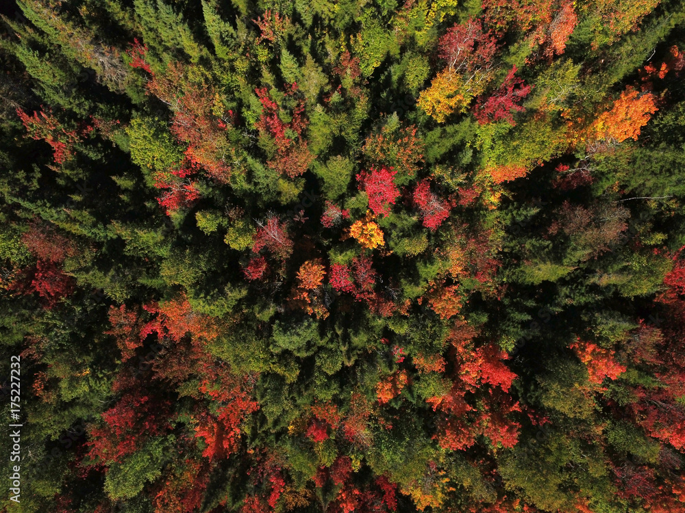 Aerial view of forest during fall Aerial view of forest during fall