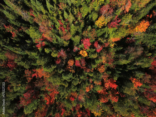 Aerial view of forest during fall