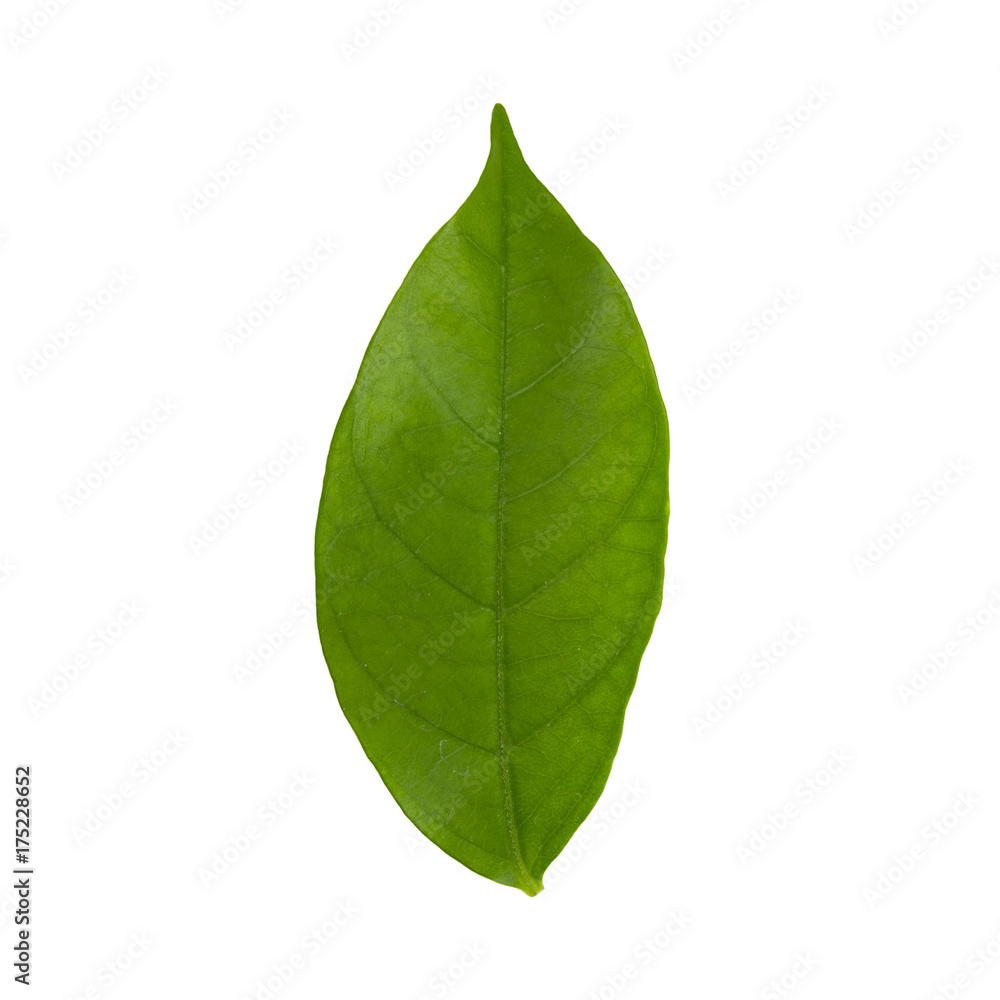 leaf isolated on white background with clipping paths leaf isolated on white background with clipping paths