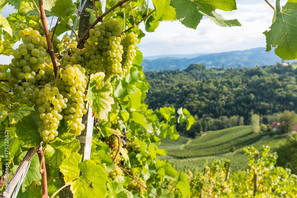 Ripe juicy green grapes for white vine in vineyard on south Styrian vine route in Austria