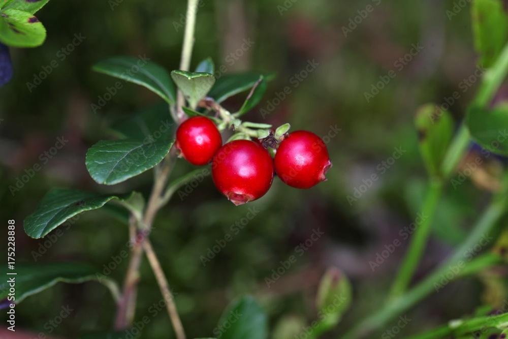 Berries of a wild lingonberry