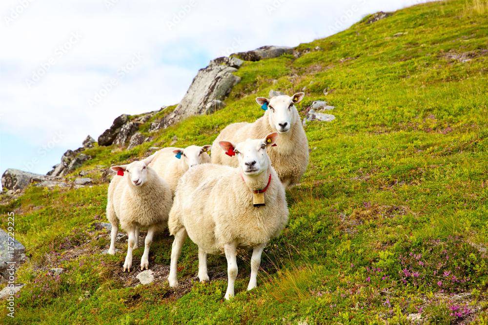 Obraz premium Flock of Lofoten sheep on hills of mountains, Norway