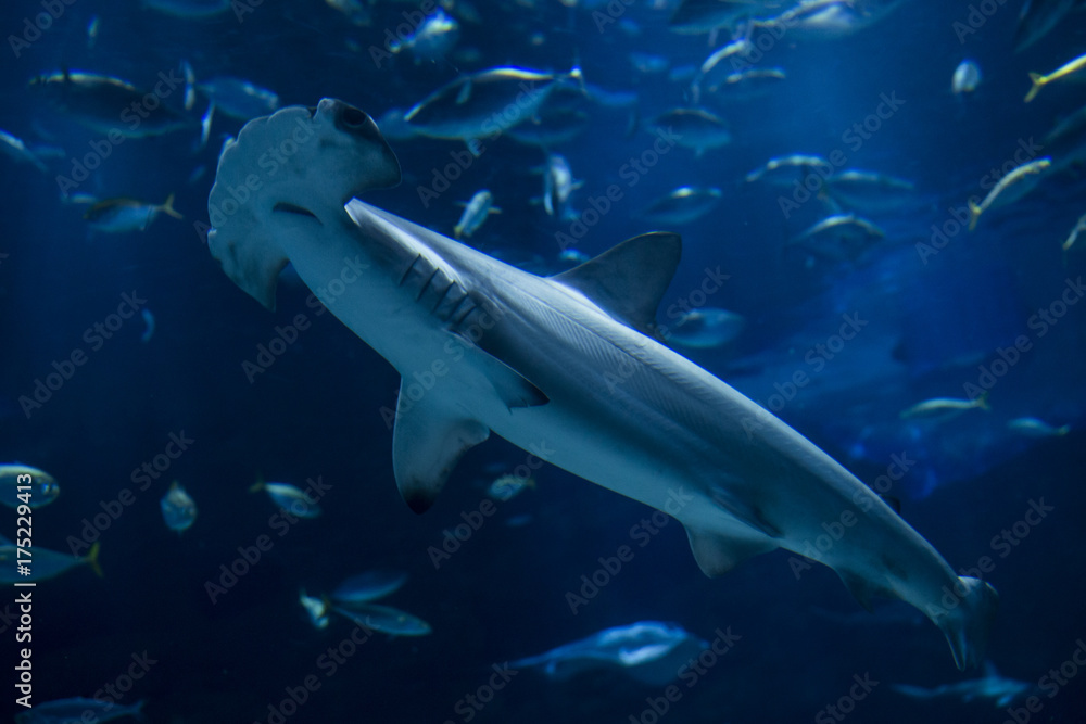 Fototapeta premium アカシュモクザメ