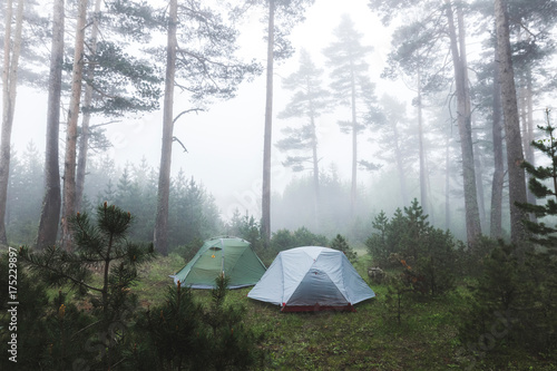 Two tent in foggy coniferous forest. Cold and wet misty weather in hike, overnight stay in camping