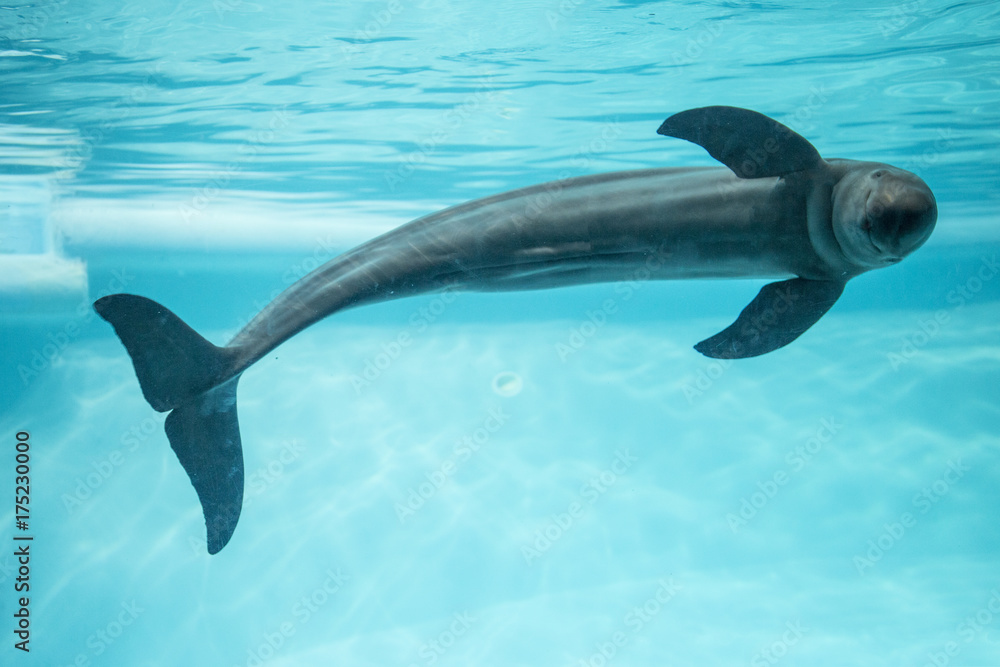 Naklejka premium スナメリ